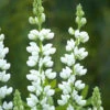 Lupin Snow Pixie -Kingsseeds Store F1160 1 89f0e1f7 3ef9 4ac6 85a9 10e0f67f3287