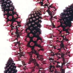 Lysimachia Beaujolais