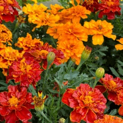 Marigold Citrus Bedding Mix