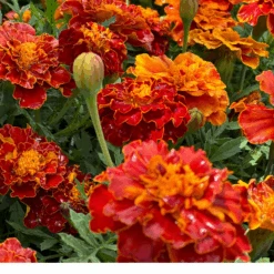Marigold Citrus Bedding Mix -Kingsseeds Store F1163 3W
