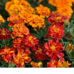 Marigold Citrus Bedding Mix -Kingsseeds Store F1163 4W