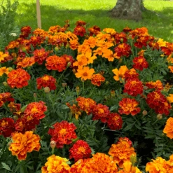 Marigold Citrus Bedding Mix -Kingsseeds Store F1163 5W