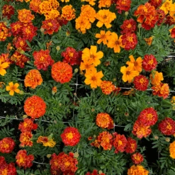Marigold Citrus Bedding Mix -Kingsseeds Store F1163 6W