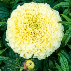 Marigold Eskimo