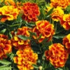 Marigold Honeycomb -Kingsseeds Store F1166 1 07d080fb 1221 4e7e bff1 2c7b67eeea66