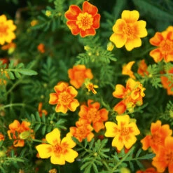 Marigold Starfire Mix