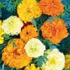 Marigold Sugar & Spice -Kingsseeds Store F1171 1 2a027779 1487 48ac 9f3c 4a8851d84d6b