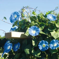 Morning Glory Heavenly Blue