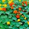 Nasturtium Tall Trailing Mix -Kingsseeds Store F1186 1 7b9b2579 91cc 45ee ad0c b8e721ab2084