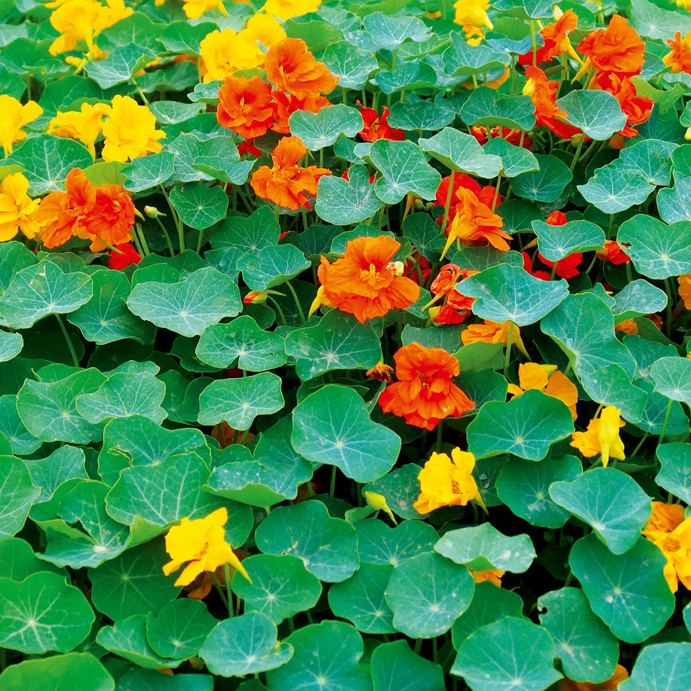 Nasturtium Tall Trailing Mix 3 Nasturtium Tall Trailing Mix