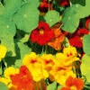 Nasturtium Top Flowering Mix 1 Nasturtium Top Flowering Mix -Kingsseeds Store F1188 1 a5a8ba84 b9e2 41ee 8f49 eea388566ef9