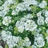 Orlaya White Lace -Kingsseeds Store F1197 1 3b732b53 5269 4557 9c85 d6e494ef64c7