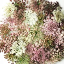 Ornamental Carrot Purple Kisses