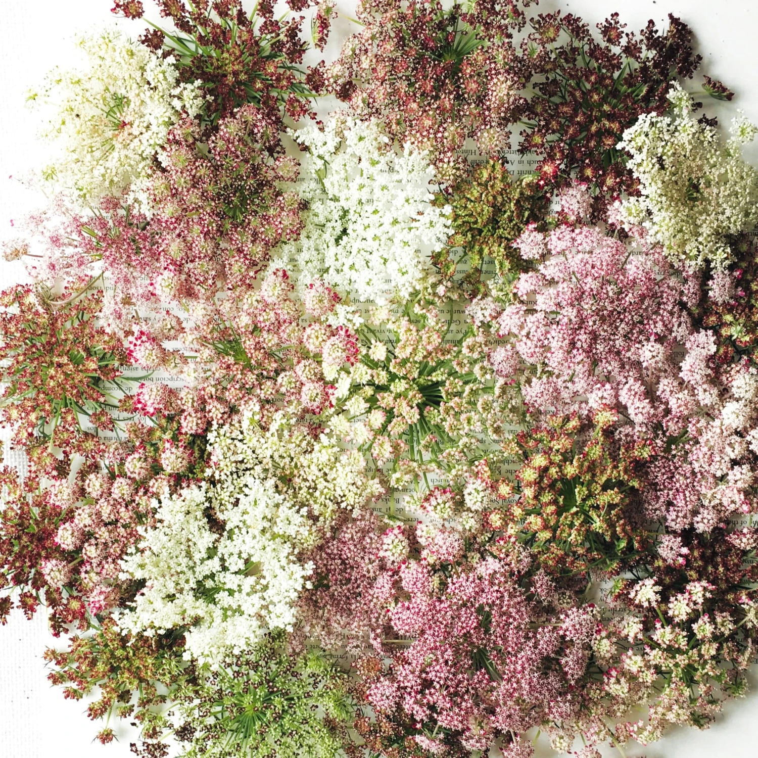 Ornamental Carrot Purple Kisses 3 Ornamental Carrot Purple Kisses