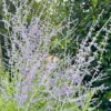 Perovskia Blue Spike -Kingsseeds Store F1202 1 d369ad79 63dc 4047 93f1 261b2c760fc5 scaled