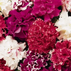 Petunia Grandiflora Mix F1