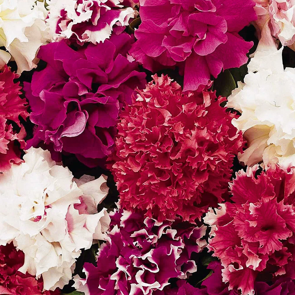 Petunia Grandiflora Mix F1 3 Petunia Grandiflora Mix F1