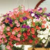 Petunia Wave Mix F1 2 Petunia Wave Mix F1 -Kingsseeds Store F1204 1 2ef9e577 7983 4a40 9d58 04072fbd06a5