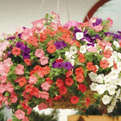 Petunia Wave Mix F1