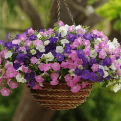 Petunia Wave Mix F1 -Kingsseeds Store F1204 3