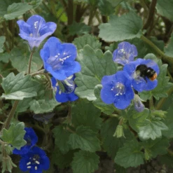Phacelia Desert Bells -Kingsseeds Store F1205 3