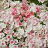 Phlox Blushing Bride -Kingsseeds Store F1207 1 0d5f9029 324a 4506 bc5d e6fdf97a4dc9