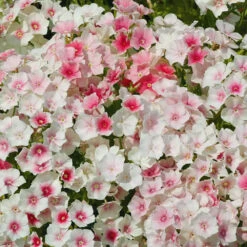 Phlox Blushing Bride