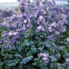 Polemonium Purple Rain -Kingsseeds Store F1208 1 ff693151 9a9b 4422 9744 926dca12a909