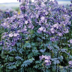 Polemonium Purple Rain