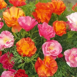 Poppy California Jelly Beans