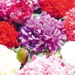 Poppy Paeony Mix