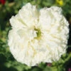 Poppy Paeony White