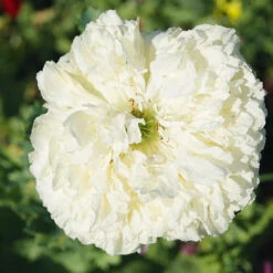 Poppy Paeony White
