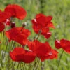 Poppy Flanders Red -Kingsseeds Store F1218 1 63cd292f 12e1 4f02 8925 e8e46c1b785b