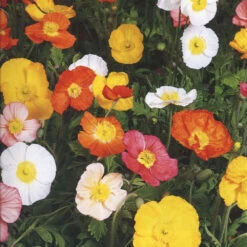 Poppy Iceland Windsong F2