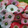 Poppy Mother Of Pearl -Kingsseeds Store F1223 1 5546c8ee 982f 4068 9319 f1b6b13dbf4b