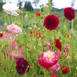 Poppy Shirley Double Mix