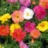 Portulaca Sunnyside Mix 1 Portulaca Sunnyside Mix -Kingsseeds Store F1226 1 feaf63fe 444d 4f5c 85de cf9f8b12c58d