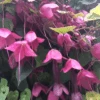 Rhodochiton Purple Bells -Kingsseeds Store F1227 2