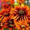 Rudbeckia Autumn Tones 1 Rudbeckia Autumn Tones -Kingsseeds Store F1228 1 de262ba6 bdc5 4c4c a489 ba37483df5c1