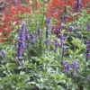 Salvia Blue Bedder -Kingsseeds Store F1233 1