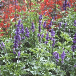 Salvia Blue Bedder