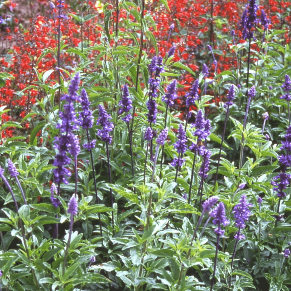 Salvia Blue Bedder 3 Salvia Blue Bedder