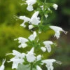 Salvia Summer Jewel White -Kingsseeds Store F1237 1 b25a6385 0aa6 41d7 89bd 53bf1c437d6c