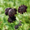 Scabiosa Black Knight -Kingsseeds Store F1239 1 c08d7f84 1b25 4b79 833d 1cf66e940978