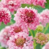 Scabiosa Salmon Queen -Kingsseeds Store F1242 1 55e7f368 97b5 4e12 8c46 73d91c72ce42