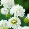 Scabiosa Snow Maiden 1 Scabiosa Snow Maiden -Kingsseeds Store F1243 1 d5829c28 65d3 4c8e 880c 2e41ceb6bc27