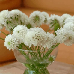 Scabiosa Snow Maiden -Kingsseeds Store F1243 2