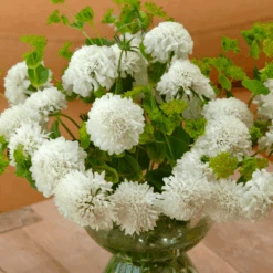 Scabiosa Snow Maiden -Kingsseeds Store F1243 3