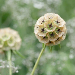 Scabiosa Starball